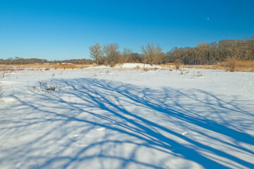 Blue Tree Shadows on a Frozen Landscape