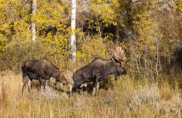 Bull and Cow Moose Rutting in Autumn in Wyoming