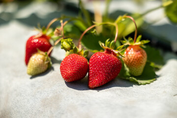 Close-up of red strawberries ripening on a bush in the garden