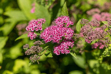 Obraz premium Pink spirea flowers on green flowering branches of a bush