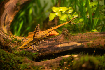 Sturisoma fish on a branch in an aquarium