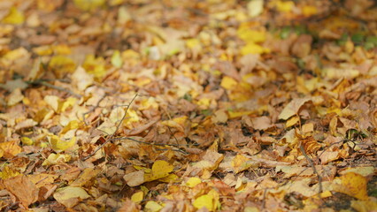 Autumn time foliage concept. Dried yellow and orange fallen leaves on ground. Selective focus.