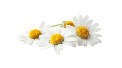 Set of Chamomile Flowers Isolated on Transparent Background for Natural and Herbal Designs - Beautiful Botanical Collection for Summer Spa and Health Concepts