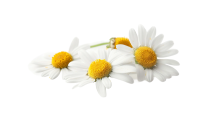 Set of Chamomile Flowers Isolated on Transparent Background for Natural and Herbal Designs - Beautiful Botanical Collection for Summer Spa and Health Concepts