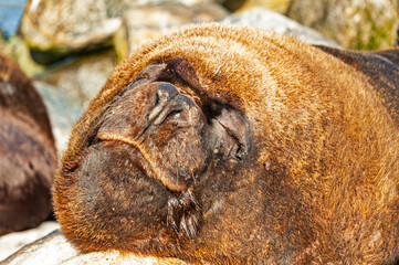 A resting sea lion 