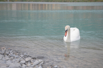 swan on the lake