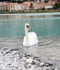 white swan on the lake