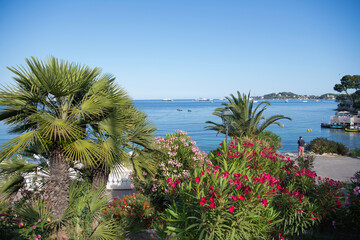 beach with trees and sea