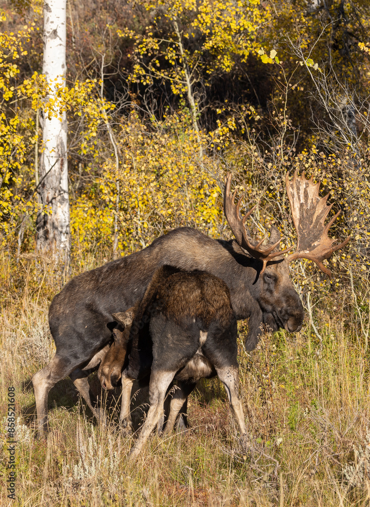 Wall mural Bull and Cow Moose Rutting in Autumn in Wyoming