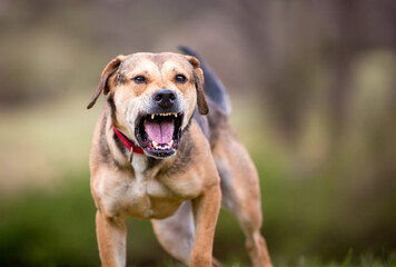 A reactive Hound mixed breed dog barking