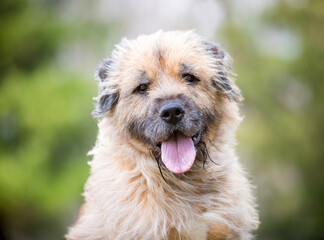 An Otterhound mixed breed dog with a happy expression