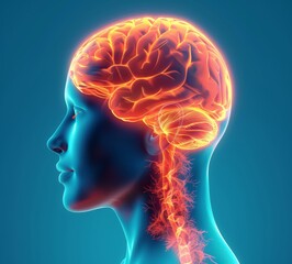 Human Brain and Spinal Cord Visualization