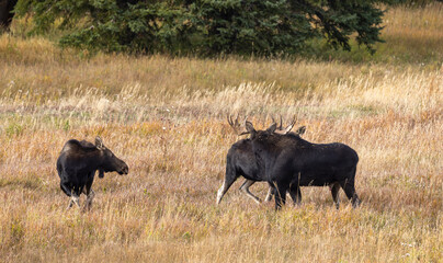 Bull Moose With Cows During the rut in Autumn in Wyoming