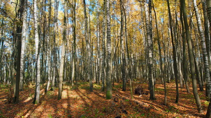 Obraz premium Colorful autumn leaves with forest background. Autumn yellow forest. Wide shot.
