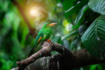 Obraz premium Singapore green broadbill bird on tree branch
