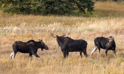 Bull Moose With Cows During the rut in Autumn in Wyoming