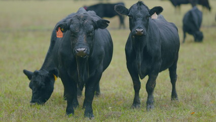Black cows stand grazing on meadow field. Herd of black angus on a pasture. Cows grazing pasture....