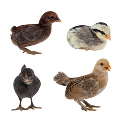 Little colorful chicks isolated on transparent background