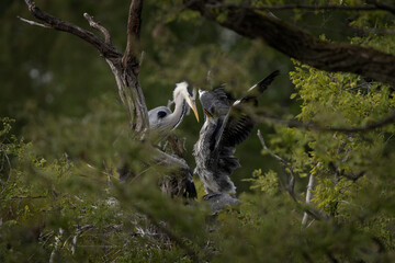 Grey herons on the nest feeding their chicks. Colony of herons during spring time. Grey bird who hunt fish. Small heron's chicks on the nest. 