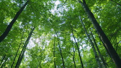 Green forest landscape with sun light rays. Nature with beautiful sunlight. Spring time. Wide shot.