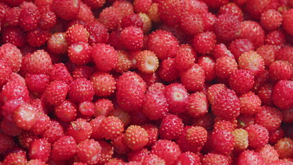 Wild berry red strawberries. Fresh heap of ripe wild strawberries. Close up.