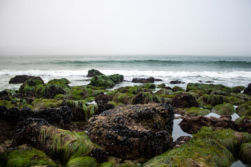 rocks on the beach with moss