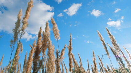 Beauty of northern autumn. Moving pampas grass outdoors. Wild grass sway from wind. Low angle view.
