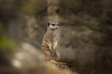 Small meerkat is guiding on the view point. Suricate is checking surrounds. African wildlife.