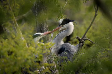 Grey herons on the nest feeding their chicks. Colony of herons during spring time. Grey bird who hunt fish. Small heron's chicks on the nest. 