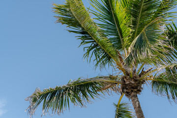 palm tree with blue sky