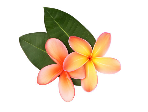 top view  orange pink Temple flower or Plumeria with leaf refreshing, summer flower , PNG transparent background