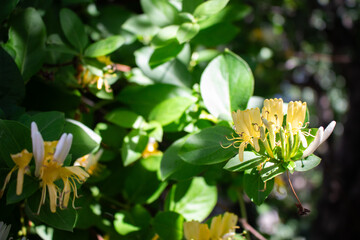 Honeysuckle flower on green leaves background. White and yellow woodbine in sunlight. Natural...