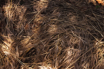 Hay background with shadow on it. Dry grass pattern. Natural background. Straw pattern with sunlight on it. Autumn harvest. Hay on ranch close up. Hay texture.