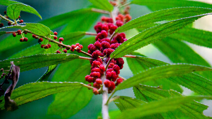Debregeasia longifolia, Orange Wild Rhea, Haikaeng Thing, Totongoan. We can use it as a survival plant, namely to survive when there is a shortage of food.