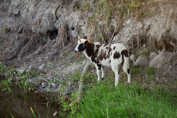 Ziege auf der Wiese 
