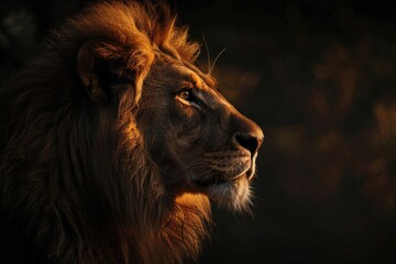 Naklejka premium African male lion portrait wildlife animal isolated