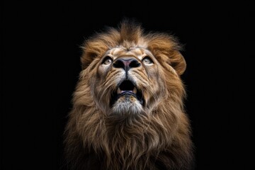 Fototapeta premium Lion king isolated on black