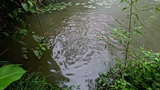 Animal themes: Colossoma macropomum also known as Cachama in the pond