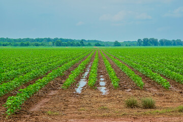 Soybean Field with Standing Water after Rain