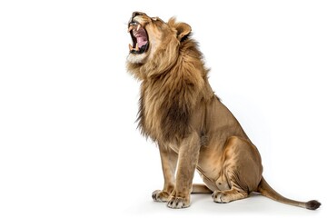 Lion sitting  roaring  Panthera Leo  10 years old  isolated on white