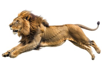 Obraz premium Male lion leaping in white background.