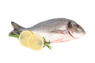 Ready to cook cleaned dorado fish with lemon slices and rosemary on a white background.