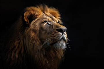 Fototapeta premium Portrait of a Beautiful lion lion in dark.