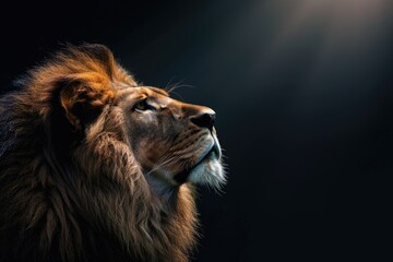 Naklejka premium Portrait of a Beautiful lion lion in dark.