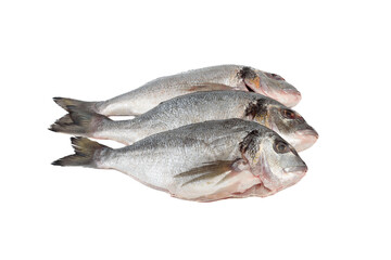 Three raw scrubbed fish ready to cook on white background.
