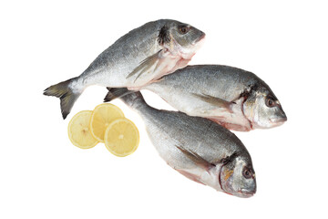 Three raw scrubbed fish and lemon circles on white background.