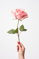 Beautiful pink rose in hand on white background. Studio shot.