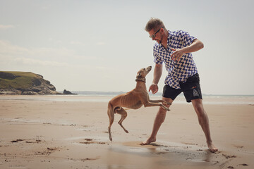 Happy mid adult caucasian man playing with pet Whippet dog on a sunny sandy beach in Cornwall, UK...