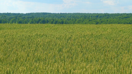 Ripe grains crop during warm summer day. Picturesque view of green wheat swaying in winds blowing. Rack focus.