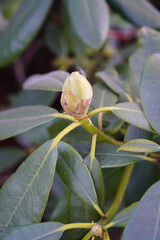Close up of phododendron (rododendron) bushes with buds just started to bloom. Blurred background.